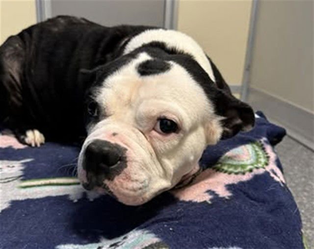 LIL WINKY - Pit Bull Terrier available for adoption