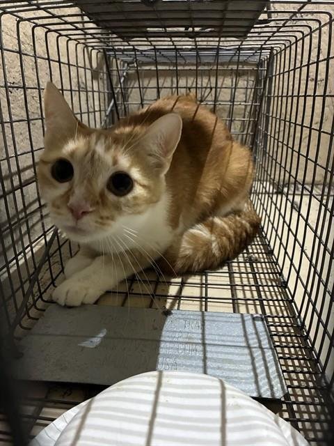 MAYBELLE - Domestic Short Hair available for adoption