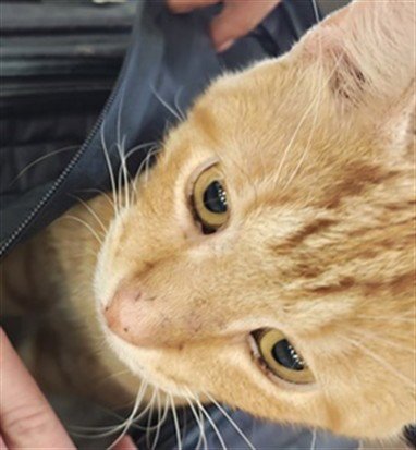 TERRIBLE PUN - Domestic Short Hair available for adoption