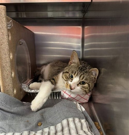 JUMPY - Domestic Short Hair available for adoption