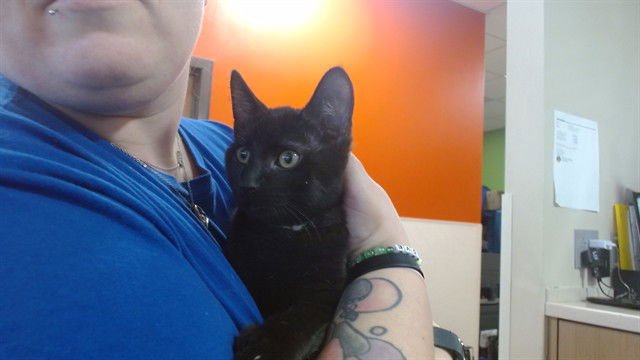 JALEN HURTS - Domestic Short Hair available for adoption