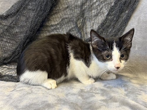 NEAGLEY - Domestic Short Hair available for adoption