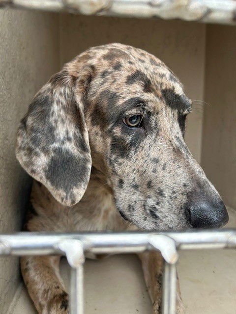 KRISTOFF - Catahoula Leopard Dog / Weimaraner available for adoption