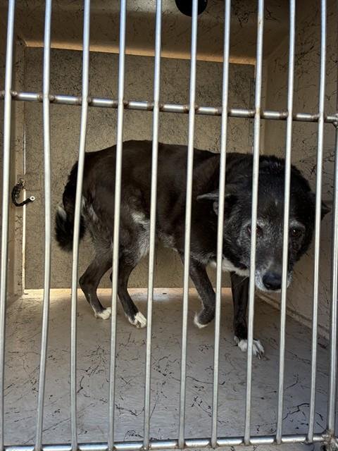 LUCY - Border Collie available for adoption