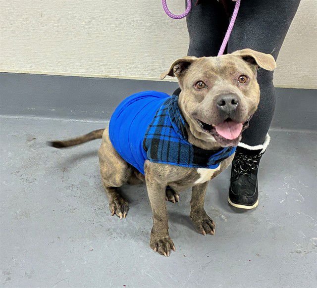 BENEDICT BRIDGERTON - Pit Bull Terrier available for adoption