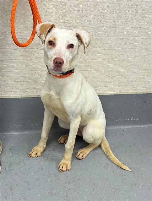 LADY MADONNA - Labrador Retriever available for adoption