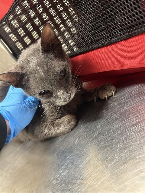 A793865 - Domestic Short Hair available for adoption