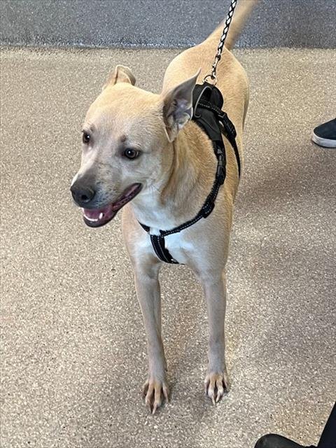 YOSHI'S ISLAND - Labrador Retriever / Pit Bull Terrier available for adoption