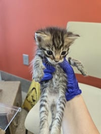 MOZZARELLA - Photo 1
