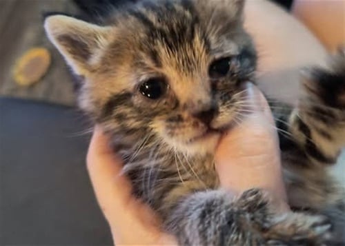 JASPURR - Domestic Short Hair available for adoption