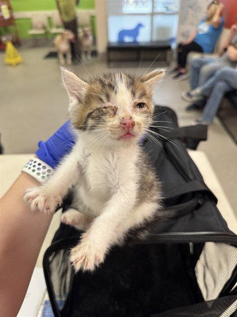 DEXTER - Domestic Short Hair available for adoption
