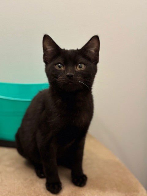 QT - Domestic Short Hair available for adoption