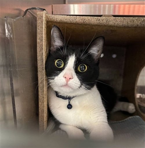 OREO - Domestic Short Hair available for adoption