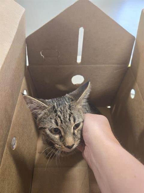 A801096 - Domestic Short Hair available for adoption