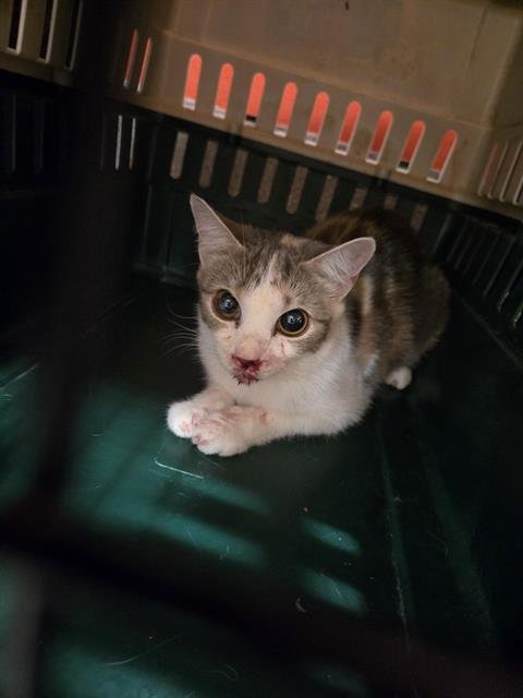 A799858 - Domestic Short Hair available for adoption