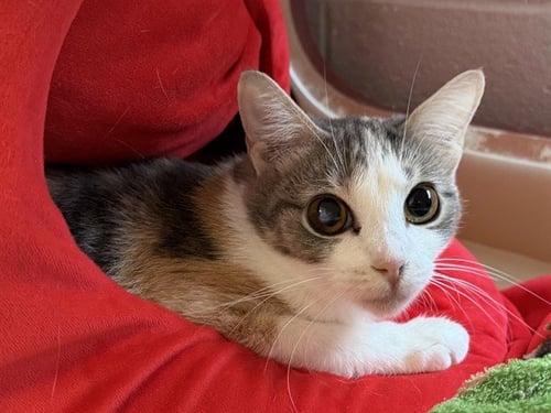 HILDRETH - Domestic Short Hair available for adoption