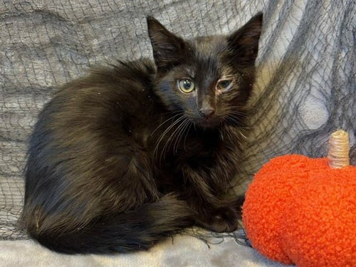 SOOT - Domestic Medium Hair available for adoption