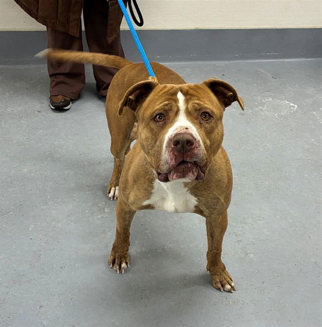 HAMOSAURUS REX - American Bulldog available for adoption