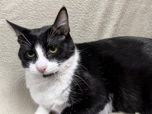 STARSKY - Domestic Short Hair available for adoption