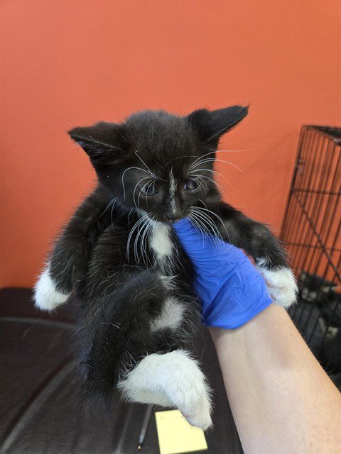 DAILY - Domestic Short Hair available for adoption