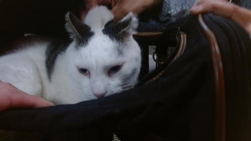 BEEFY POTATO - Domestic Short Hair available for adoption