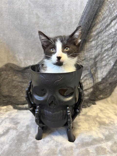 SPACE DANDY - Domestic Short Hair available for adoption