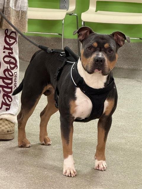 PRINCE FIYERO - Pit Bull Terrier available for adoption
