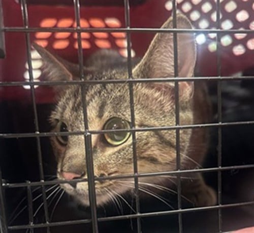 *BABY* - Domestic Short Hair for adoption in Louisville