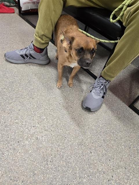 A793285 - Pug available for adoption