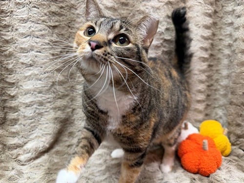 CANDY CORN - Domestic Short Hair available for adoption