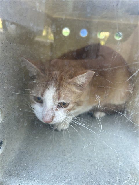 BEARNEY - Domestic Short Hair available for adoption