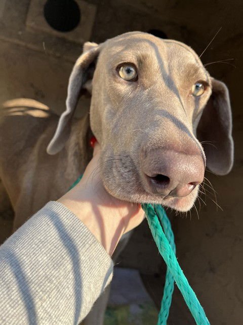 BEY - Catahoula Leopard Dog available for adoption