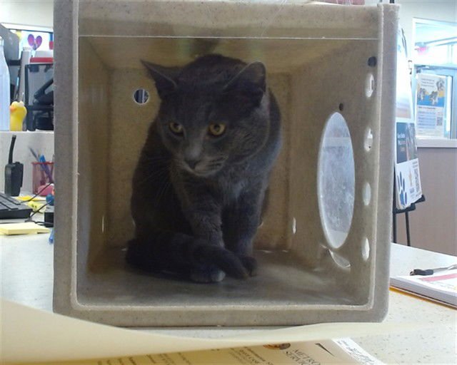 MR. MEOWGY - Domestic Short Hair available for adoption