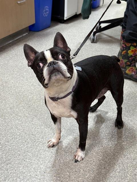 BINGO - Boston Terrier available for adoption