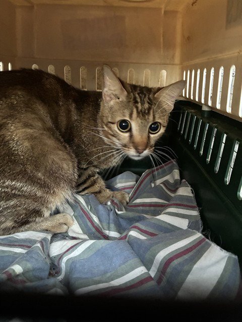 CATSOPHER - Domestic Short Hair available for adoption