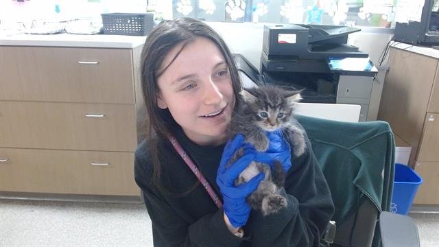 THOMAS - Domestic Short Hair available for adoption