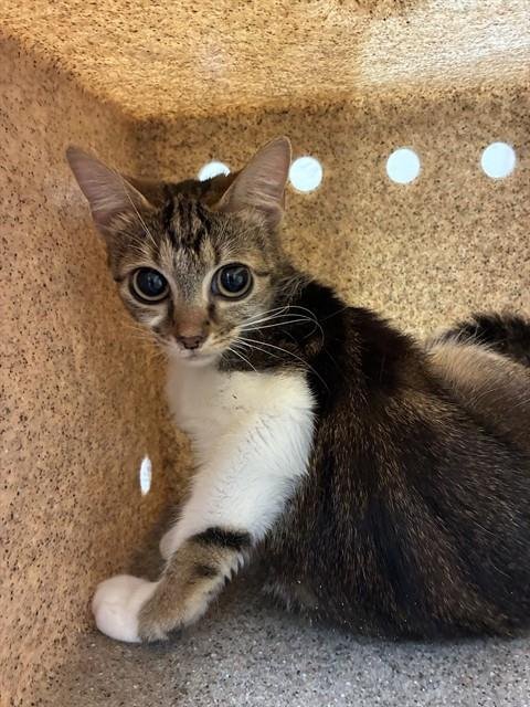 OWL - Domestic Short Hair available for adoption