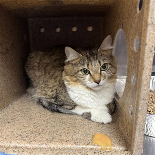 SHIMMY SHIMMY YA - Domestic Medium Hair available for adoption