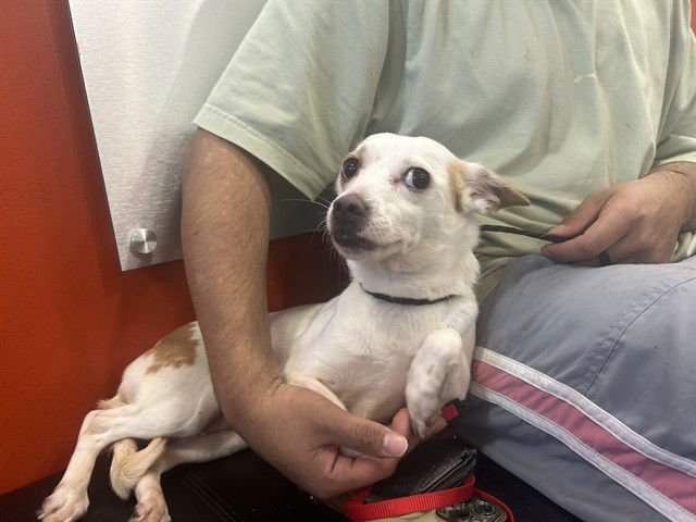 GRUMBLE - Chihuahua available for adoption