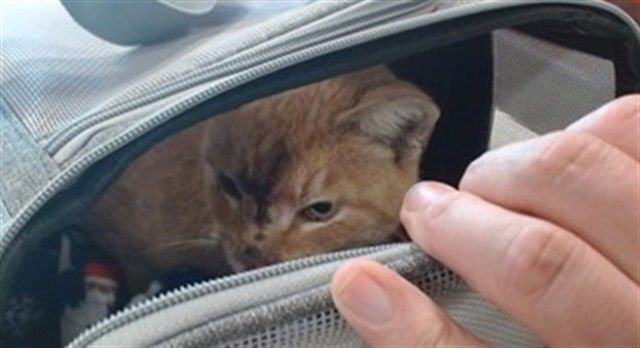 TONY MONTANA - Domestic Short Hair available for adoption