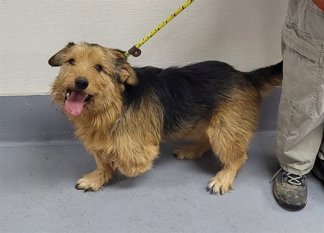 BENTLEY - Wirehaired Fox Terrier available for adoption