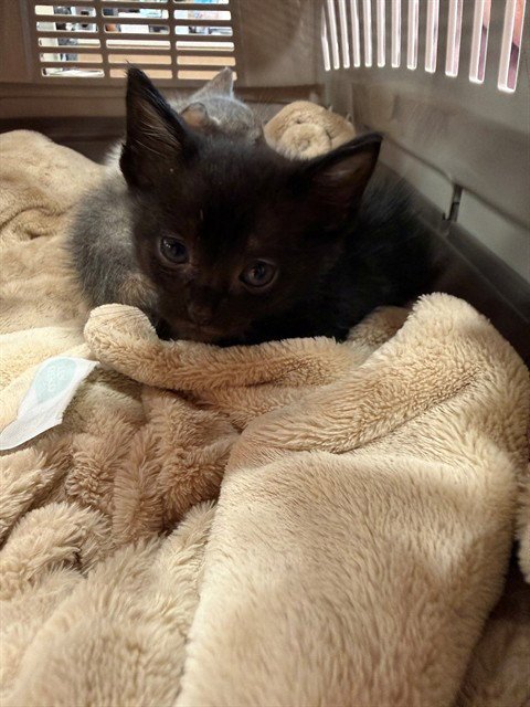 JACKIE - Domestic Short Hair available for adoption