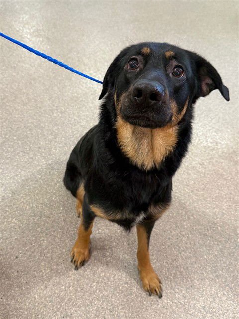 MILO - German Shepherd Dog available for adoption