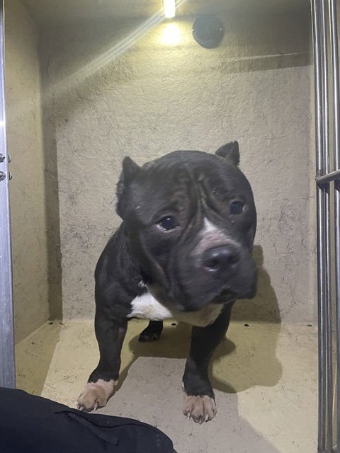 LUKA - American Bulldog available for adoption