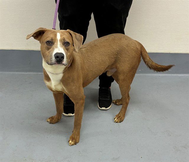 DANNY - Pit Bull Terrier / Labrador Retriever available for adoption