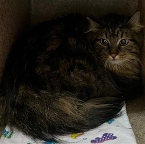 BOO - Domestic Medium Hair for adoption in Louisville