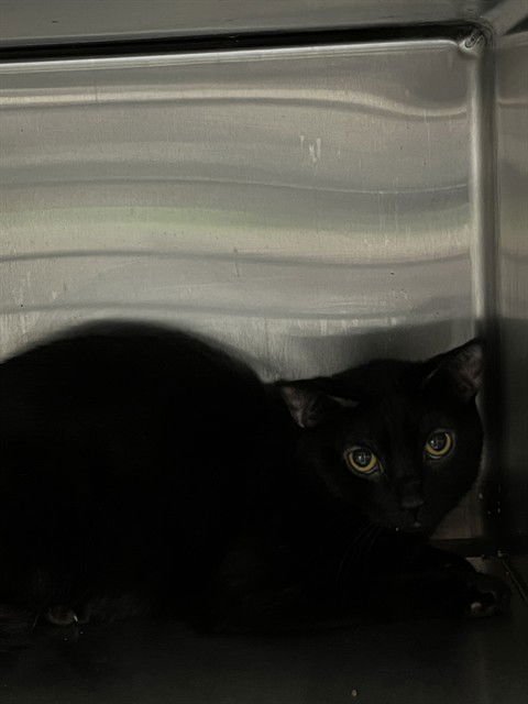 PRETTY BABY - Domestic Short Hair available for adoption