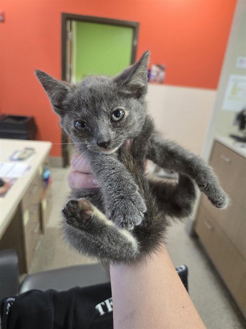 LACEY - Domestic Short Hair available for adoption