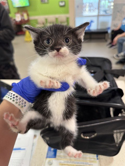 KIKI - Domestic Short Hair for adoption in Louisville