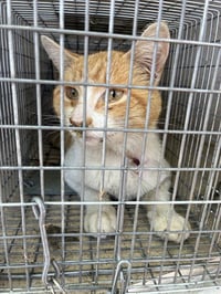 AIR FRESHENER - Photo 1